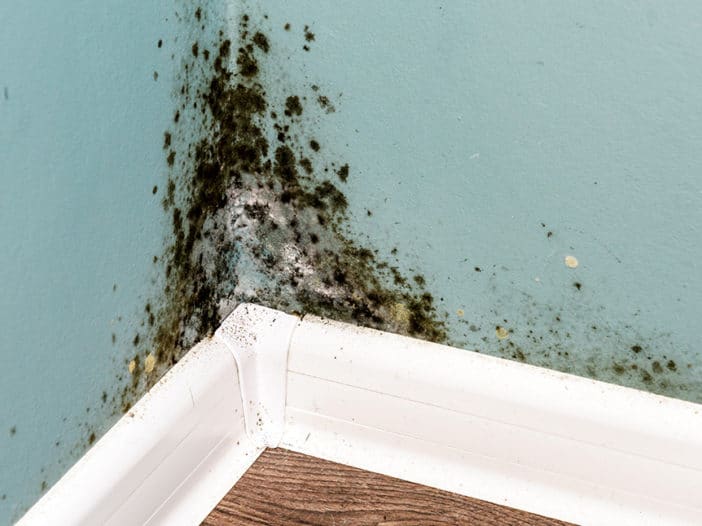 The Mold Problem