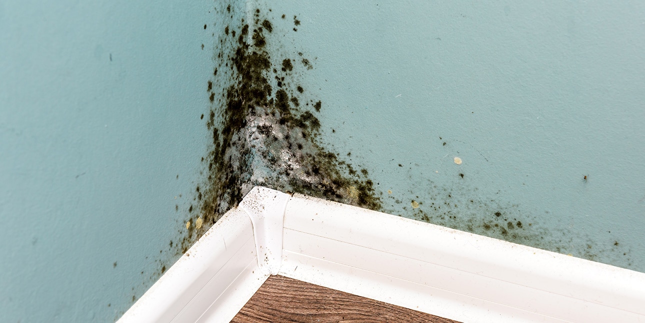 The Mold Problem