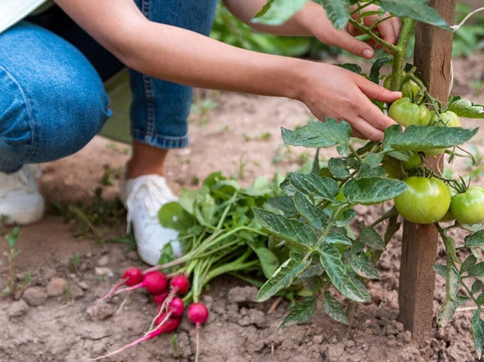 Money Saving Garden