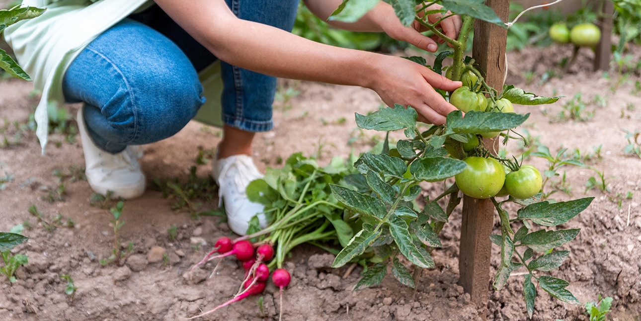 Money Saving Garden